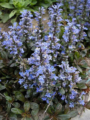 Ajuga reptans 'Chocolate Chip' – Carpet Bugle