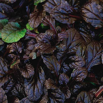 AJUGA reptans 'Mahogany' (Available Now)