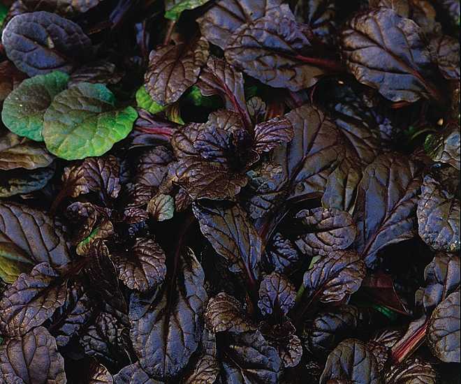 AJUGA reptans 'Mahogany' (Available Now)