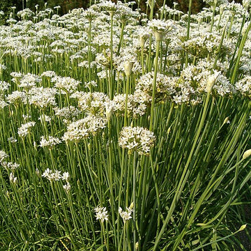 Allium tuberosum – Garlic Chives