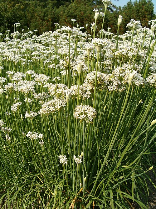 Allium tuberosum – Garlic Chives