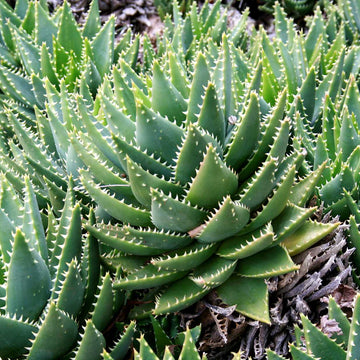 ALOE brevifolia (Available Now)