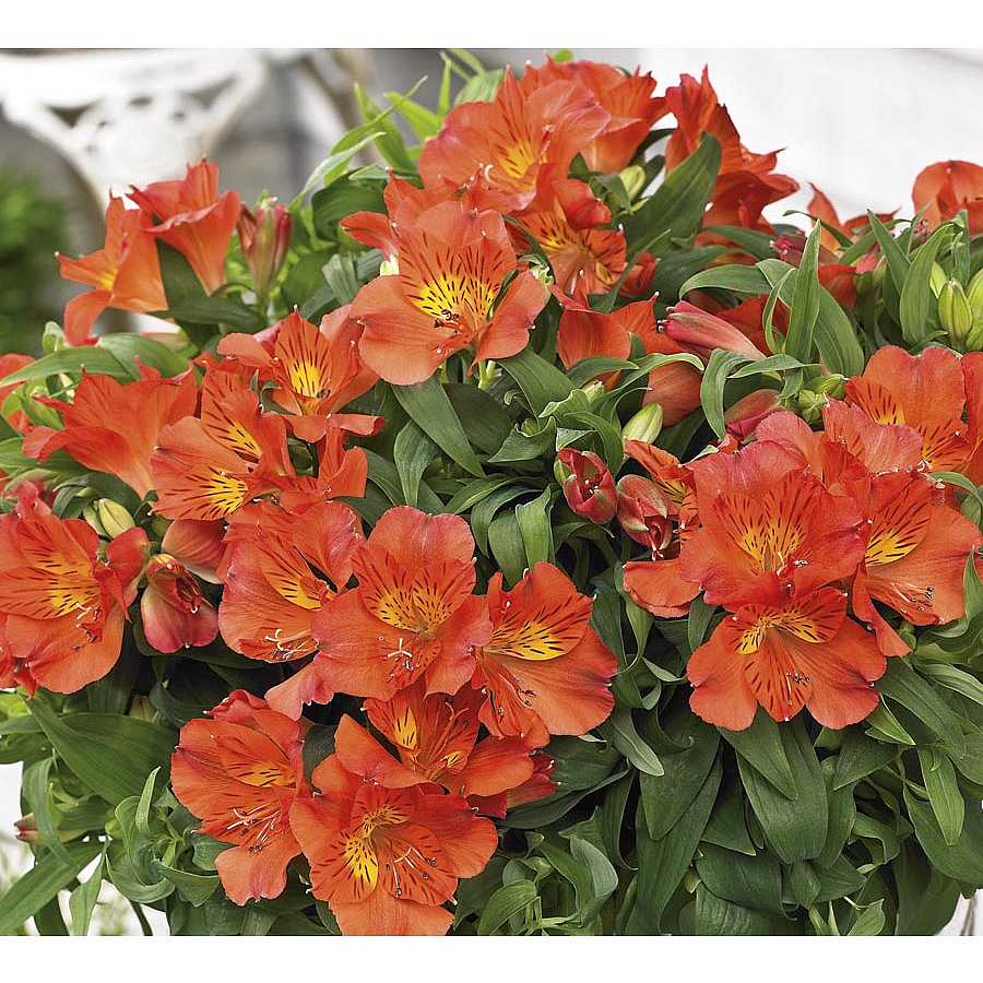Alstroemeria 'Princess Amina' – Princess Lily