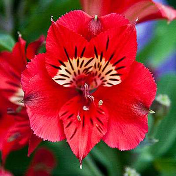Alstroemeria 'Princess Kate' – Princess Lily