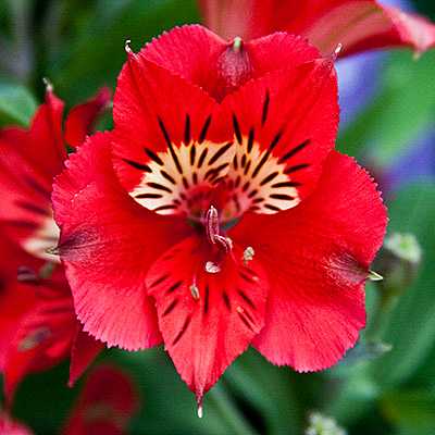 Alstroemeria 'Princess Kate' – Princess Lily