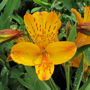 Alstroemeria 'Sussex Gold' – Peruvian Lily
