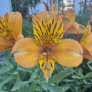ALSTROEMERIA 'Marmalade' (Available Now)