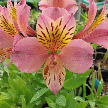 ALSTROEMERIA pelegrina 'Rosea' (Available Now)