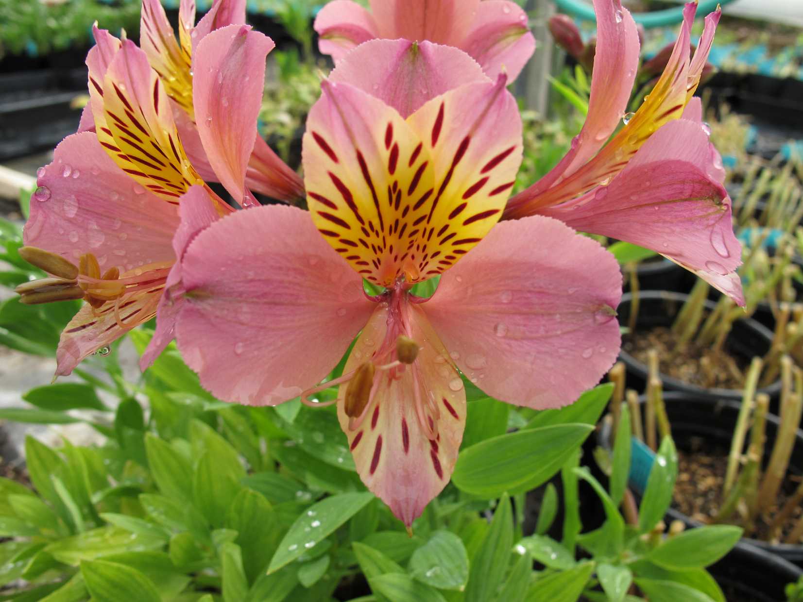 ALSTROEMERIA pelegrina 'Rosea' (Available Now)