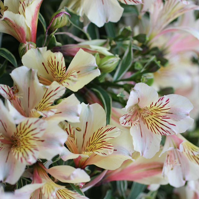 Alstroemeria 'Princess Fabiana' – Peruvian Lily