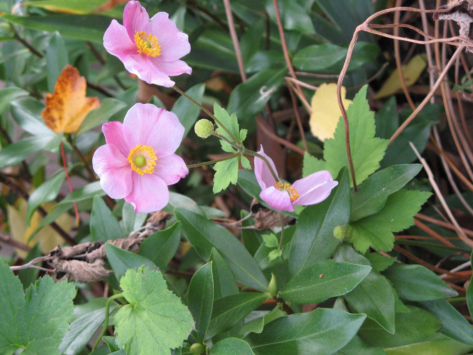 Anemone hupehensis japonica 'September Charm' (syn. Eriocapitella hup. 'September Charm') – Japanese Anemone