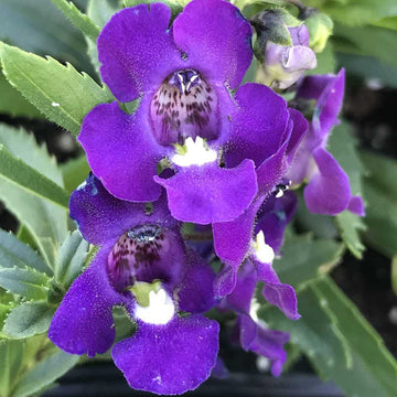 Angelonia angustifolia Alonia 'Big Indigo' – Summer Snapdragon