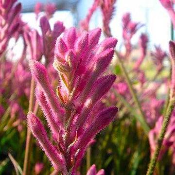 Anigozanthos 'Pink Beauty' – Kangaroo Paw