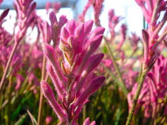 Anigozanthos 'Pink Beauty' – Kangaroo Paw