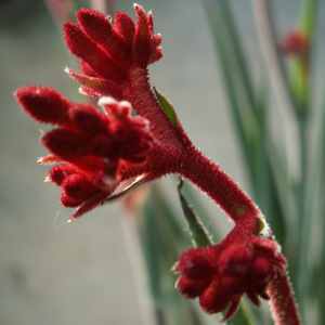 Anigozanthos rufus 'Backdraft' – Kangaroo Paw