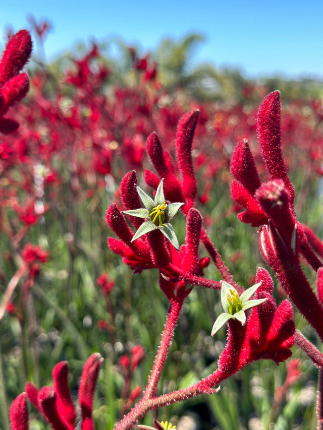 Anigozanthos 'Big Red' – Kangaroo Paw