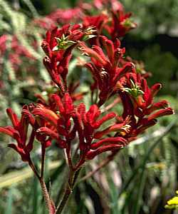 Anigozanthos 'Bush Ranger' (Bush Gems Series) – Kangaroo Paw