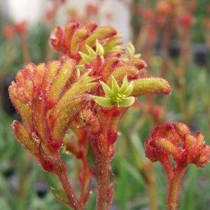 Anigozanthos 'Bush Tango' – Kangaroo Paw