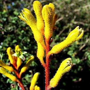 Anigozanthos 'Yellow Gem' – Kangaroo Paw