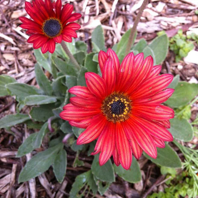 Arctotis hybrid 'Sunset' – African Daisy
