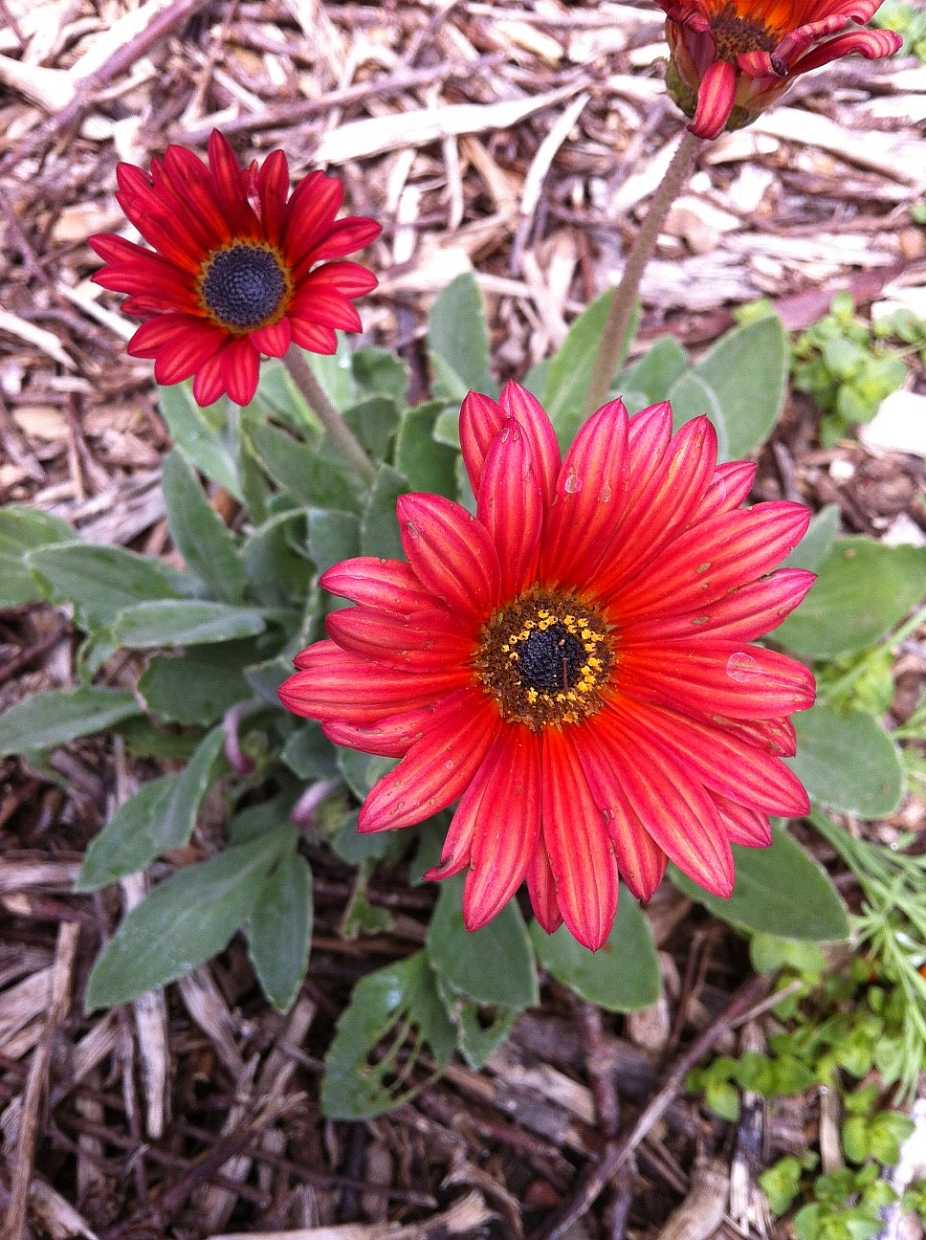 Arctotis hybrid 'Sunset' – African Daisy