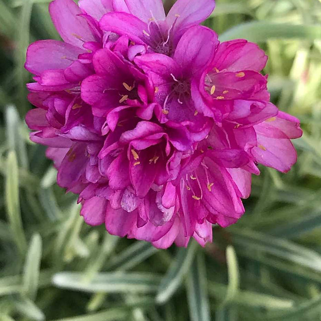 Armeria maritima 'Nifty Thrifty' – Sea Thrift