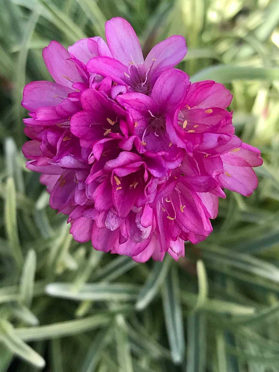 Armeria maritima 'Nifty Thrifty' – Sea Thrift