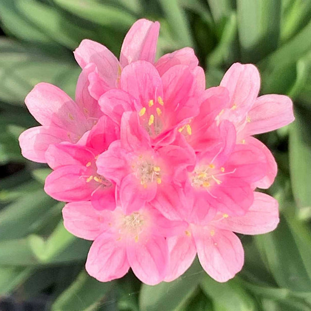 Armeria pseudarmeria Dreameria 'Daydream' – Sea Thrift