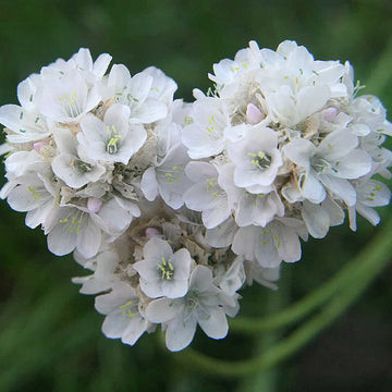 Armeria maritima 'Alba' – Sea Thrift