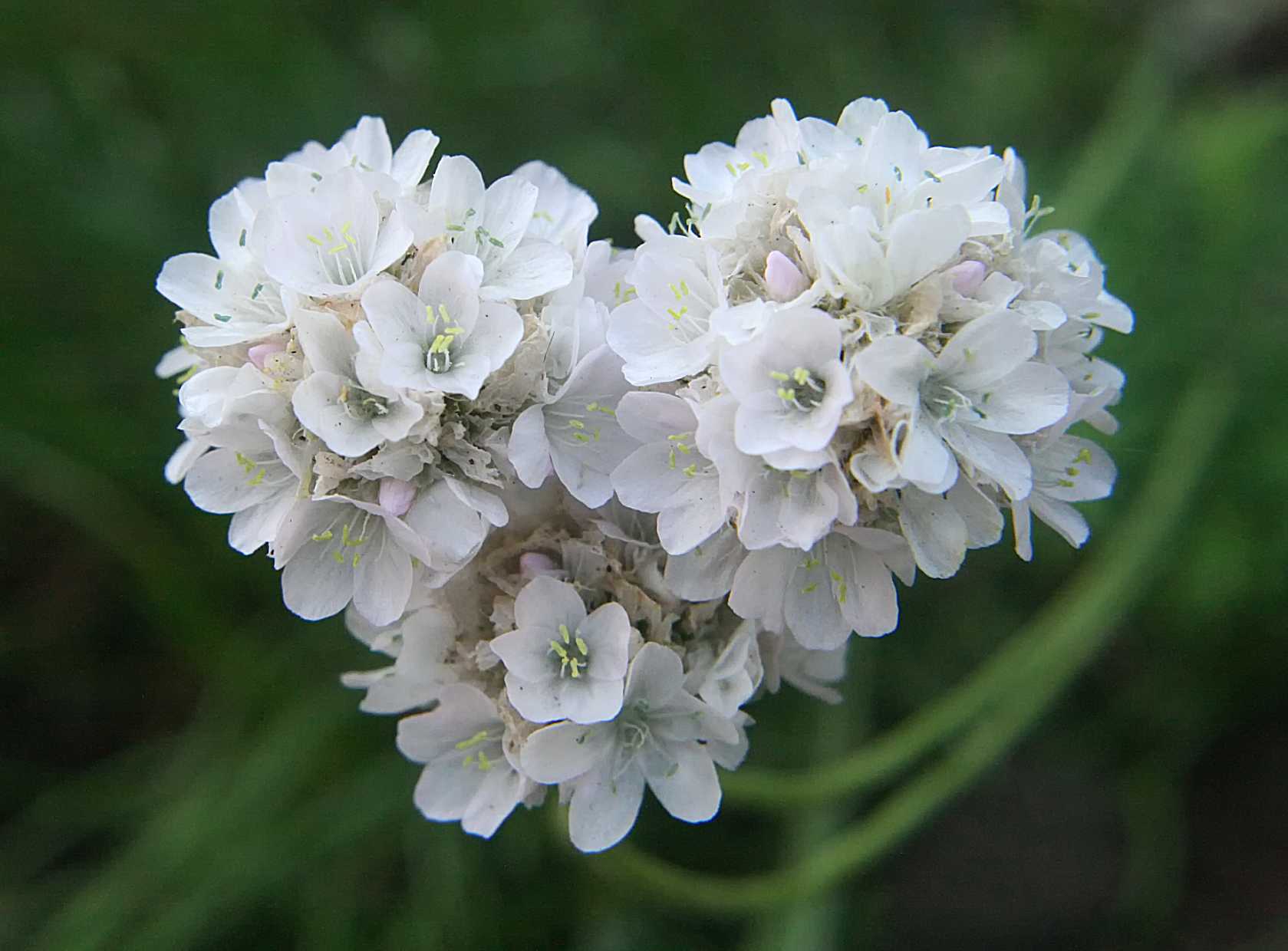Armeria maritima 'Alba' – Sea Thrift