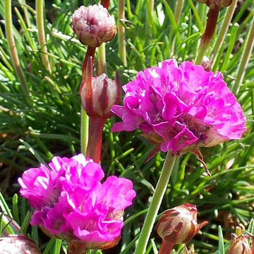 ARMERIA maritima 'Splendens' (Sea Thrift)