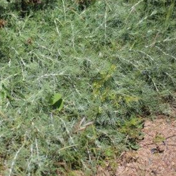 Artemesia californica 'Canyon Gray' – Trailing Sagebrush