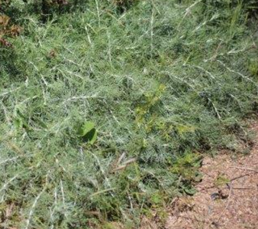 Trailing Sagebrush 'Canyon Gray' – live perennial