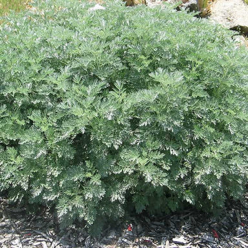 ARTEMISIA 'Powis Castle'