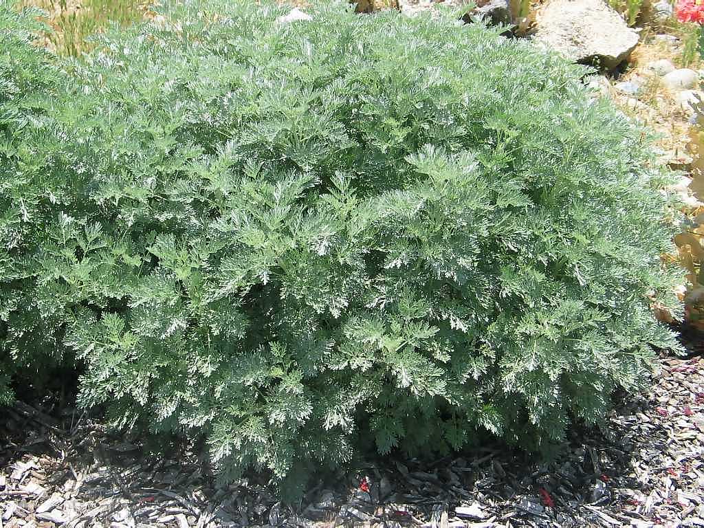 ARTEMISIA 'Powis Castle'