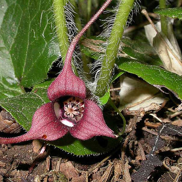 ASARUM caudatum (Wild Ginger)