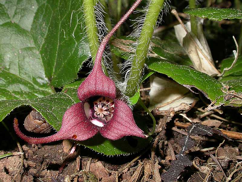 ASARUM caudatum (Wild Ginger)