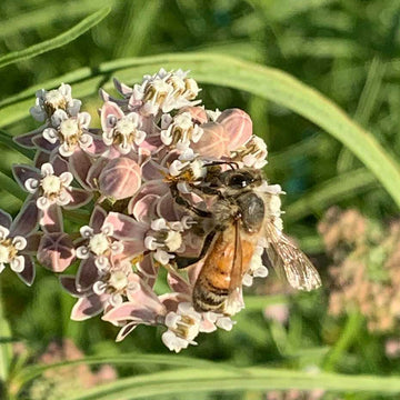 Asclepias fascicularis – Narrow Leaf Milkweed