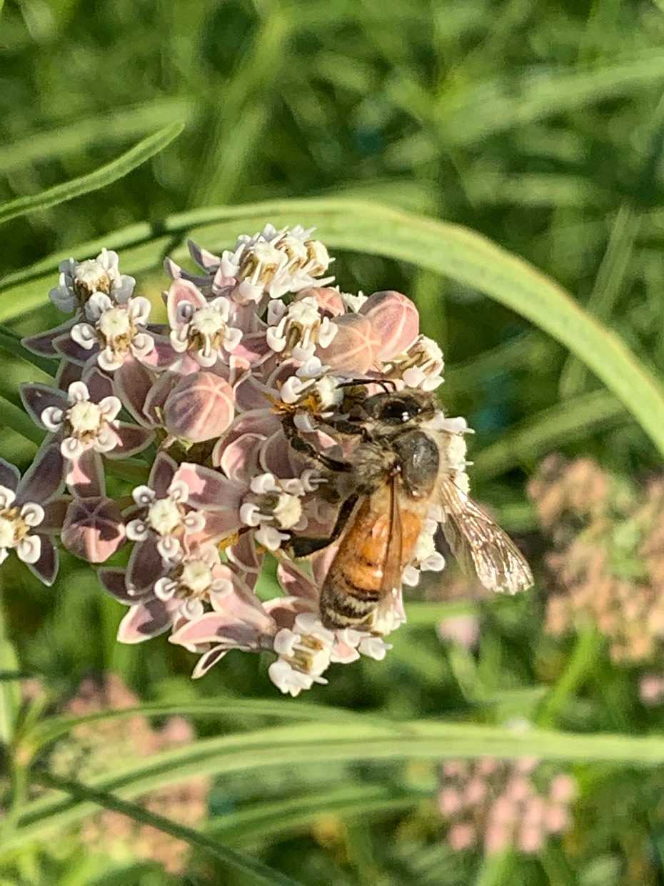 Asclepias fascicularis – Narrow Leaf Milkweed