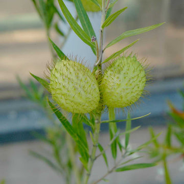 ASCLEPIAS fruticosus (Gomphocarpus)