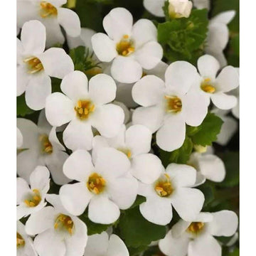 Sutera cordata 'Big Falls White 24' – Bacopa