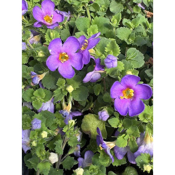 Sutera cordata 'Epic Blue' – Bacopa