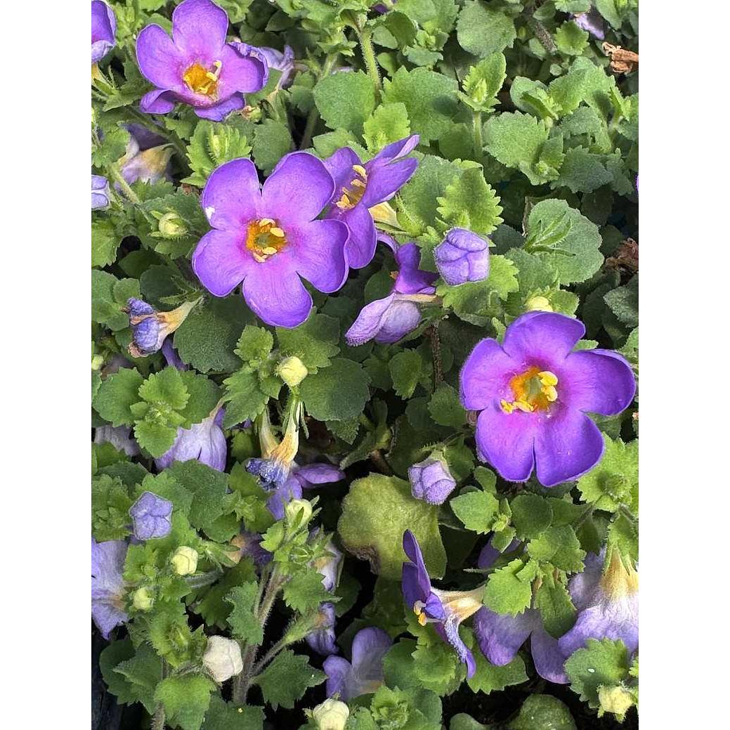 Sutera cordata 'Epic Blue' – Bacopa
