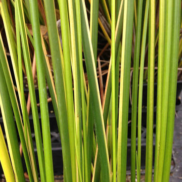 BAUMEA rubiginosa 'Variegata'