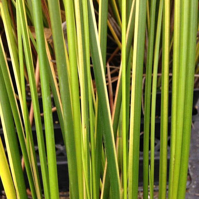Baumea rubiginosa 'Variegata' – Variegated Rush