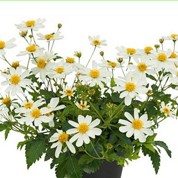 Bidens 'Bee White' – Beggarticks