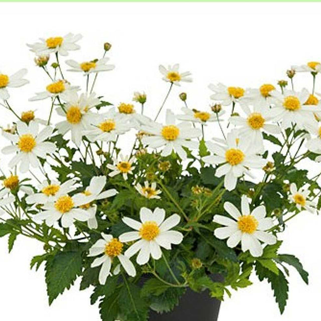Beggarticks 'Bee White' – live annual, drought tolerant