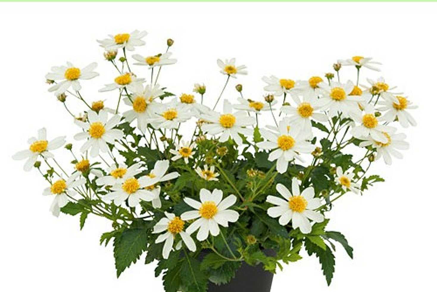 Bidens 'Bee White' – Beggarticks