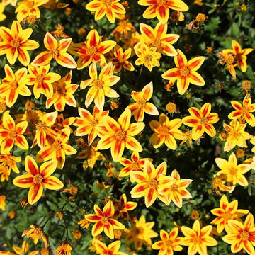 Bidens ferulifolia Timeless Collection 'Blazing Star' – Beggarticks