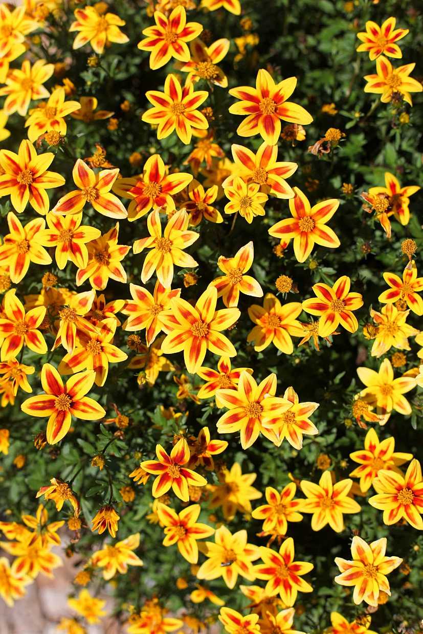 Bidens ferulifolia Timeless Collection 'Blazing Star' – Beggarticks